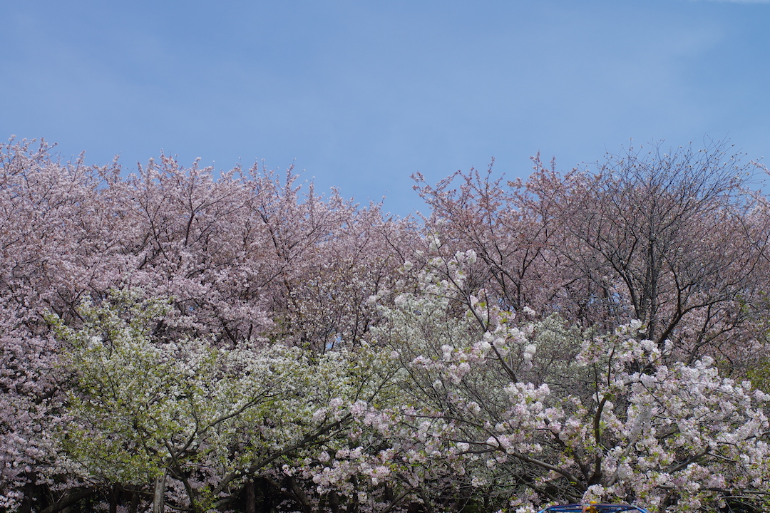 平塚/動画のSEO・インターネットコンサルティング/インターネットコンサルタントREAP・動画のSEO